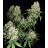 CBD 1:1 Silver Lime Haze legální konopí