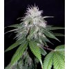 CBD 1:1 Silver Lime Haze autoflower