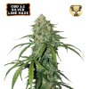 CBD 1:1 Silver Lime Haze Auto - Seed Stockers