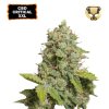 CBD Critical XXL samonakvétací marihuana