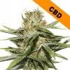 CBD Critical XXL semena marihuany
