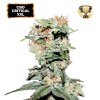CBD Critical XXL Fem - Seed Stockers