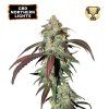 CBD Northern Lights Feminizovaná semínka