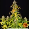 pineapple express autoflower semena
