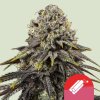 dynamite diesel feminized