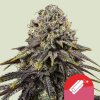 dynamite diesel feminized