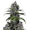 Purple Lemonade Fast FF - 42 Fast Buds