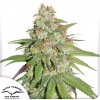 Glueberry O.G. Fem - Dutch Passion