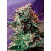 jack 47 feminized