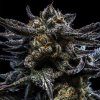 Zombie Kush Fem - Ripper Seeds