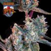 Alaskan Bananaberry autoflower seeds