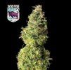 Alaskan Purple Auto - Seedsman