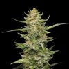 Sour Diesel Auto - Seedsman