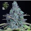 Jack Herer Fem - Seedsman