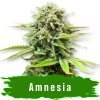 Amnesia auto semena marihuany