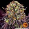 runtz x layer cake marihuana