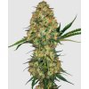 hindu kush feminized sensi seeds hemp