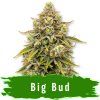 Big Bud Auto - Svět Semínek