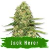 Jack Herer Auto - Svět Semínek