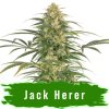 Jack Herer marihuana