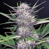 Banana purple punch autoflower seeds