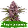 Purple Lemonade Auto - Svět Semínek