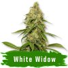 White Widow Auto - Svět Semínek