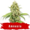 Amnesia fem semena marihuany