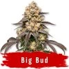 Big Bud Fem - Svět Semínek