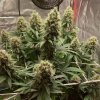 euphoria rostlina marihuany