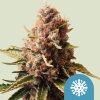 euphoria CBD semena konopí
