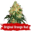 Original Orange Bud Fem - Svět Semínek