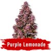 Purple Lemonade Fem - Svět Semínek