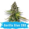 Gorilla Glue cbd konopí