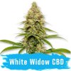 CBD White Widow Auto - Svět Semínek