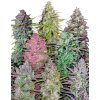 Fastbuds Mixed pack semena marihuany