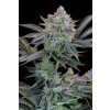 Gorilla Cookies Fast semena marihuany
