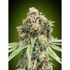 Sweet Critical Fast - 00 Seeds