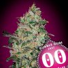 bubble gum fast seeds 00 seeds