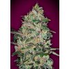 Bubble Gum Fast - 00 Seeds