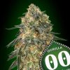 gorilla fem 00 seeds