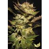 Druga Mata feminized