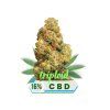 Sour Suver Haze CBD květy 16% - Triploid