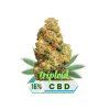 CBD květy sour suver haze