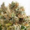 Mazar feminizovaná semínka marihuany