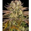 pineapple express feminized