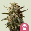 bubblegum XL feminized