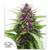 Shaman feminized