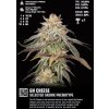 GH Cheese ganja