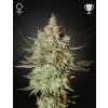 GH Cheese Fem - Green House Seeds
